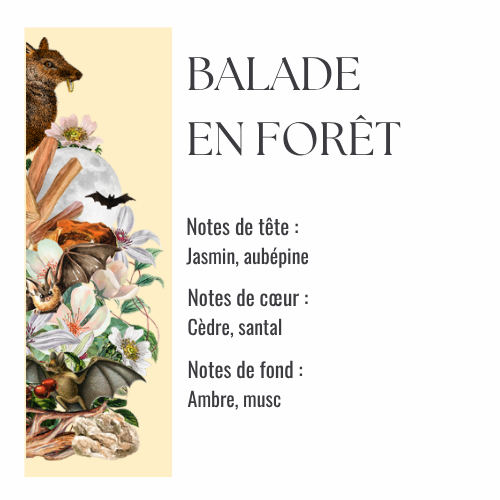Balade en forêt