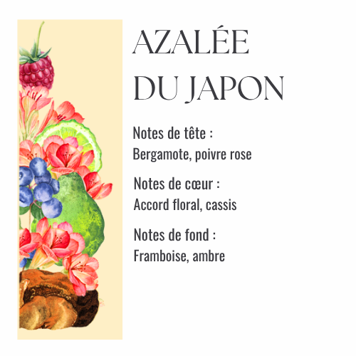 Azalée du Japon